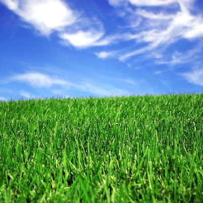 좋은 가격 축구 법원을 위한 50 밀리미터 란스카핑 종합적 인공 먹이풀 온라인